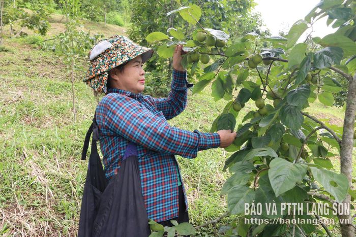 Mô hình trồng hồng vành khuyên đem lại hiệu quả kinh tế ổn định cho người dân xã Hoàng Văn Thụ