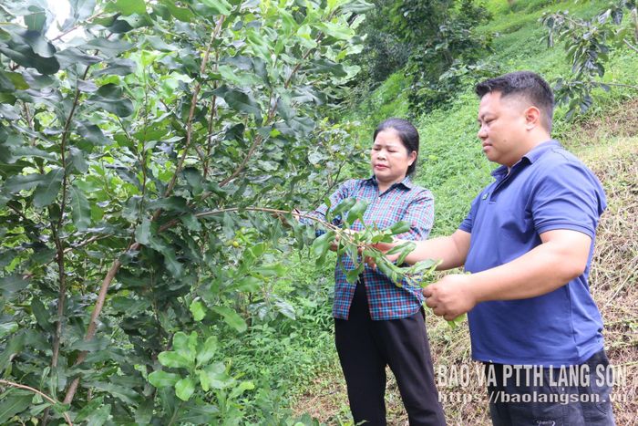 Mô hình trồng cây mắc ca của người dân trên địa bàn xã Hoàng Văn Thụ