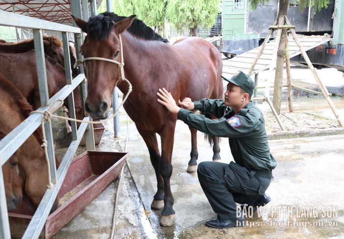Chiến sĩ Đoàn CSCĐ Kỵ binh, Bộ Tư lệnh CSCĐ, (Bộ Công an) kiểm tra sức khoẻ của ngựa nghiệp vụ 