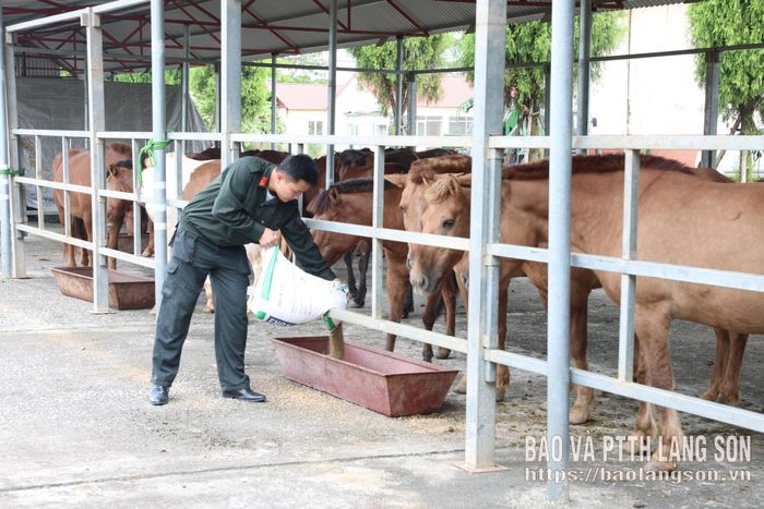 Chiến sĩ Đoàn CSCĐ Kỵ binh, Bộ Tư lệnh CSCĐ, (Bộ Công an) chăm sóc đàn ngựa nghiệp vụ 