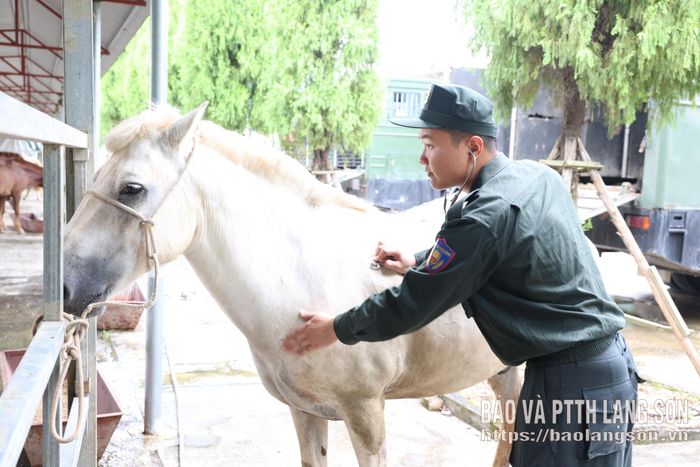 Chiến sĩ Đoàn CSCĐ Kỵ binh, Bộ Tư lệnh CSCĐ, (Bộ Công an) kiểm tra sức khoẻ của ngựa nghiệp vụ 