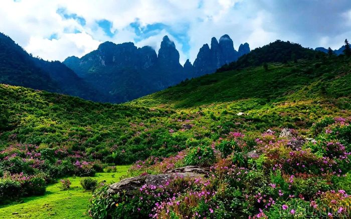 Đồi hoa khoe sắc đẹp trong khoảng thời gian từ nay đến hết tháng 9, tạo điểm nhấn giữa không gian núi rừng. Đến đây, du khách còn có thể ngắm núi Ngũ Chỉ Sơn ẩn hiện trong mây, chiêm ngưỡng những thửa ruộng bậc thang mùa lúa chín vàng và khám phá nét văn hóa của người Mông bản địa.