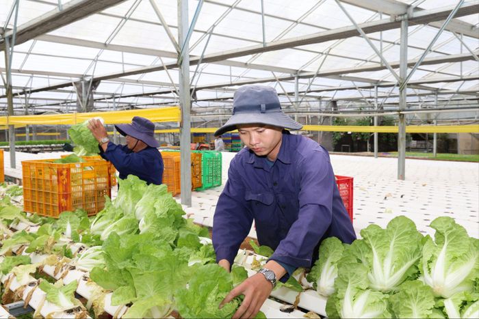 Trong 8 tháng đầu năm, mặt hàng rau, củ, trái cây tại Lâm Đồng xuất khẩu đạt 127,8 triệu USD, tăng 30,53%