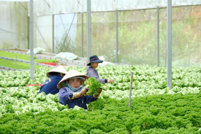 Để nâng cao giá trị trong nông nghiệp, Lâm Đồng phải chuyển từ lợi thế tự nhiên sang lợi thế tiêu chuẩn, thương hiệu và thị trường