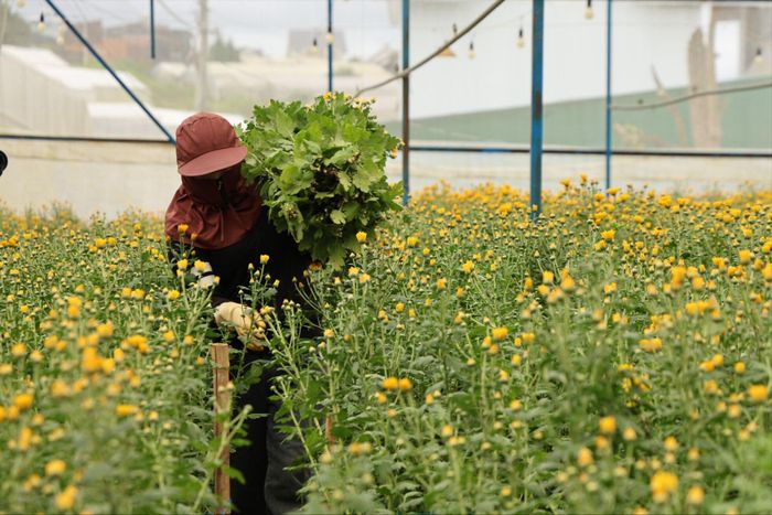 Nhiều doanh nghiệp hoạt động trong lĩnh vực nông nghiệp tại Lâm Đồng xuất khẩu hàng hóa ra thị trường nước ngoài vẫn phải qua khâu trung gian
