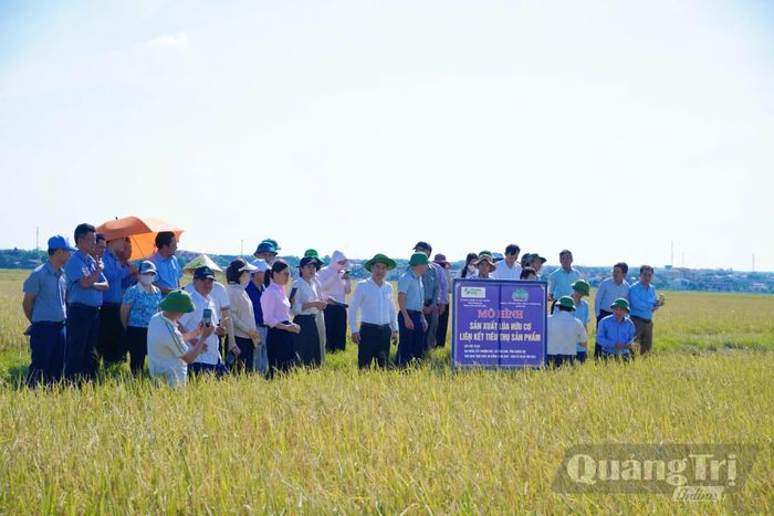 Liên kết nâng cao giá trị cây lúa ở Hợp tác xã Thượng Hòa - Ảnh M.H