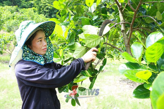 Mô hình trồng mít của nhân dân bản Nà Sài.