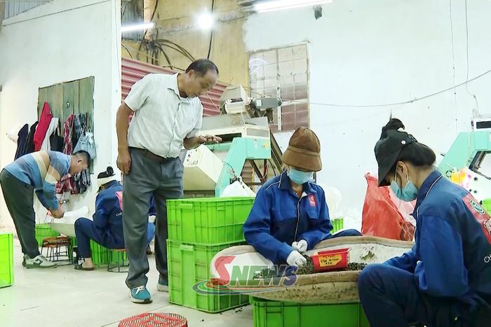 Công nhân Công ty TNHH Chế biến chè Tân Yên phân loại, kiểm tra sản phẩm chè sau chế biến.