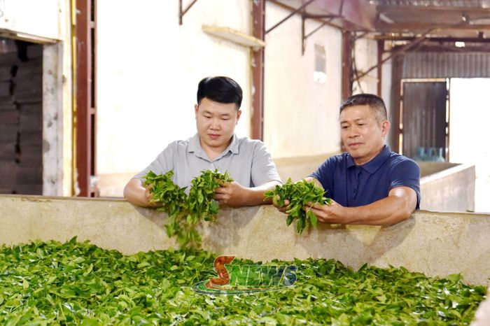 Kiểm tra chất lượng chè tươi tại Công ty TNHH Chế biến chè Tân Lập.