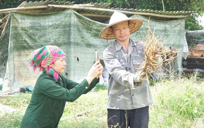 Chị Nguyễn Thị Bình ghi lại những hình ảnh về quá trình thu hoạch vùng nguyên liệu sâm Bố Chính.