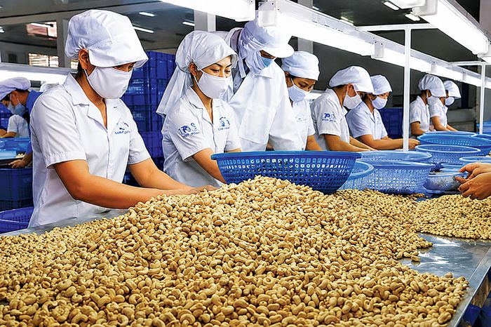 Ngành điều nước ta đang nhường 70% giá trị thặng dư cho đối tác sở hữu thương hiệu.