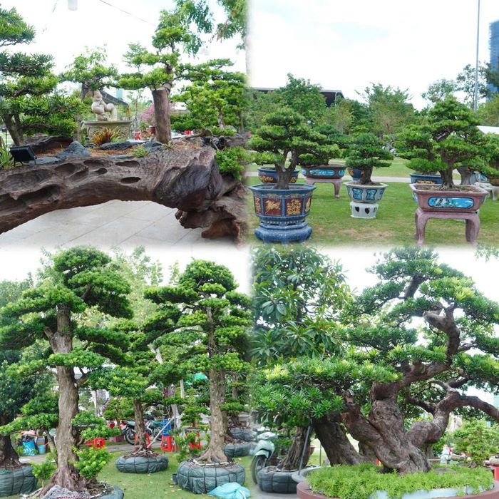 Trong không khí cả nước chào mừng kỷ niệm 81 năm Quốc khánh 2/9, hưởng ứng Năm Du lịch quốc gia - Gia Lai 2026, Liên hoan, Triển lãm, Hội thi Sinh vật cảnh tỉnh Gia Lai mở rộng lần thứ II đã mang đến một không gian đặc biệt giữa lòng đô thị Quy Nhơn.