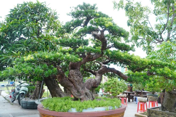 Theo ông Nguyễn Hữu Vạn, Chủ tịch Hội Sinh vật cảnh Việt Nam, điểm đáng chú ý của triển lãm lần này là bên cạnh các tác phẩm có giá trị nghệ thuật, số lượng sản phẩm phục vụ mục đích thương mại ngày càng phong phú. Đây được xem là xu hướng đưa sinh vật cảnh từng bước trở thành sản phẩm hàng hóa, phát triển theo hướng kinh tế sinh thái, kinh tế nông nghiệp, qua đó tạo thêm thu nhập cho nghệ nhân và nhà vườn.
