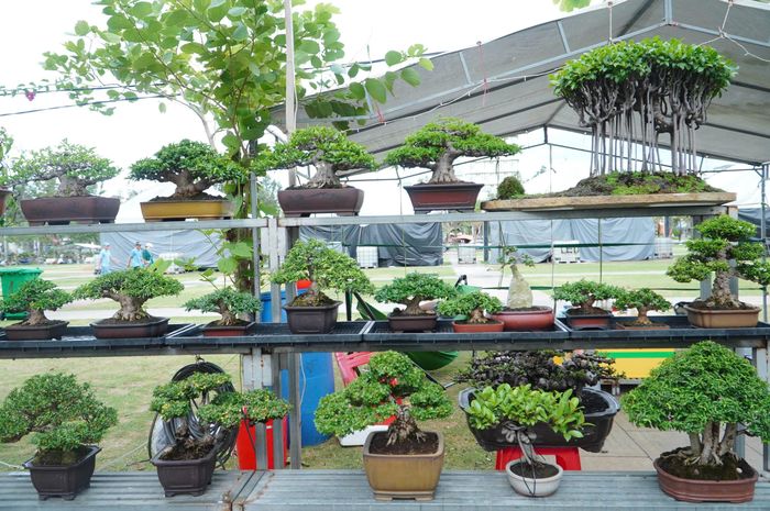 Liên hoan, Triển lãm, Hội thi Sinh vật cảnh tỉnh Gia Lai mở rộng lần thứ II - 2026 thu hút hơn 1.500 tác phẩm sinh vật cảnh cùng khoảng 30.000 sản phẩm hoa, cây cảnh thương mại.