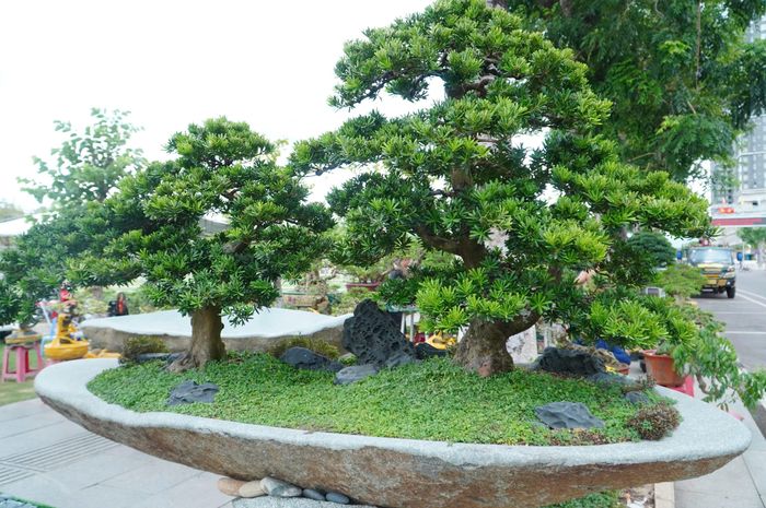 Không kém phần ấn tượng là những tác phẩm của cơ sở Quang Xuyên (tỉnh Khánh Hòa). Thay vì sử dụng chậu xi măng hay những chiếc chậu đúc khuôn thông thường, nhà vườn này mang đến triển lãm những chậu bonsai được tạo tác trực tiếp từ đá granite nguyên khối.