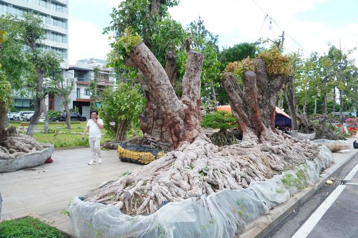 Phó chủ tịch UBND tỉnh Gia Lai Dương Mah Tiệp cho biết: Liên hoan, Triển lãm, Hội thi Sinh vật cảnh tỉnh Gia Lai mở rộng lần thứ II - 2026 là một trong những hoạt động hưởng ứng Năm Du lịch quốc gia - Gia Lai 2026 với chủ đề “Gia Lai - Đại ngàn chạm tới biển xanh”. Sự kiện không chỉ tạo không gian để nghệ nhân, nhà vườn, câu lạc bộ giao lưu, trao đổi kinh nghiệm, giới thiệu tác phẩm mà còn góp phần quảng bá tiềm năng, thúc đẩy phát triển kinh tế sinh vật cảnh gắn với du lịch.