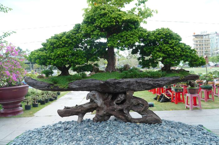 Một thân gỗ lũa khác dài khoảng 4m cũng được tận dụng để tạo không gian cho bonsai. Chủ cơ sở Quang Xuyên cho biết việc vận chuyển những khối đá nặng hàng tấn đến trưng bày tại Quy Nhơn tốn nhiều công sức và chi phí. Tuy nhiên, nhà vườn vẫn quyết định đưa tác phẩm đến triển lãm với mong muốn giao lưu cùng các nghệ nhân, giới thiệu những sản phẩm độc đáo và góp thêm sự đa dạng cho không gian sinh vật cảnh.