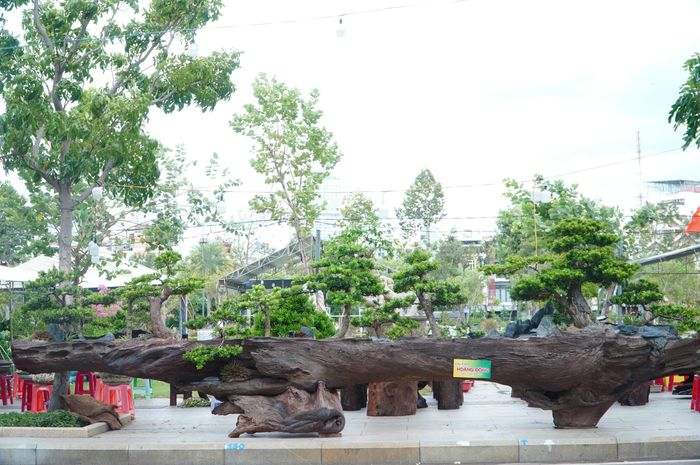 Giữa không gian triển lãm, cụm rừng tùng kim cương của nghệ nhân Hoàng Đông (Khánh Hòa) trở thành điểm nhấn khi được tạo tác trên thân gỗ lũa nguyên khối dài 7,8m, nặng khoảng 4 tấn.