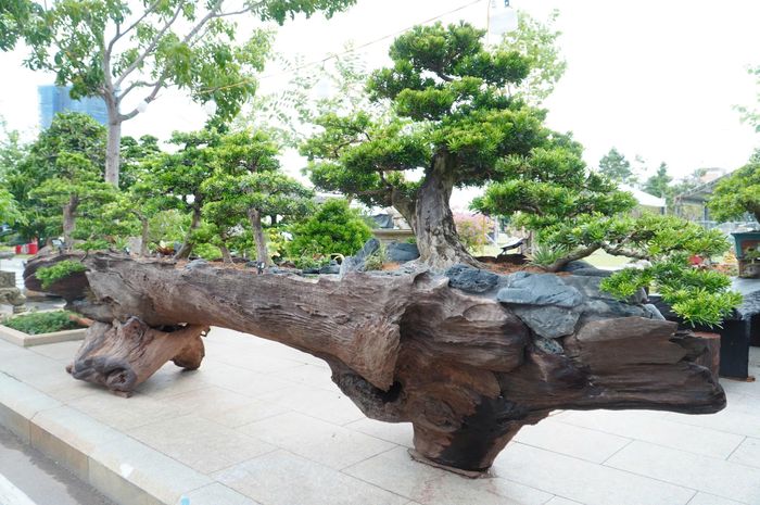 Anh Hoàng Đông cho biết, phần thân gỗ làm chậu được anh mua lại từ những gốc cây lộ ra sau trận lũ lịch sử cuối năm 2025. Từ vật liệu tưởng chừng vô giá trị, bằng sự sáng tạo và công phu tạo tác, nghệ nhân đã biến thân gỗ thành tác phẩm độc bản. Hiện tác phẩm được định giá khoảng 380 triệu đồng.