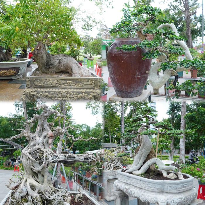 Mỗi tác phẩm là một cách con người đối thoại với thiên nhiên - giữ lại dáng thế nguyên sơ của gỗ, đá, cây rồi bằng bàn tay và sự kiên nhẫn, tạo nên những “khu rừng”, những tiểu cảnh và những tác phẩm nghệ thuật thu nhỏ.