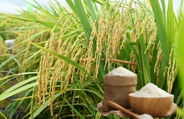 Giá lúa gạo tại Đồng bằng sông Cửu Long hôm nay ổn định. Ảnh minh họa