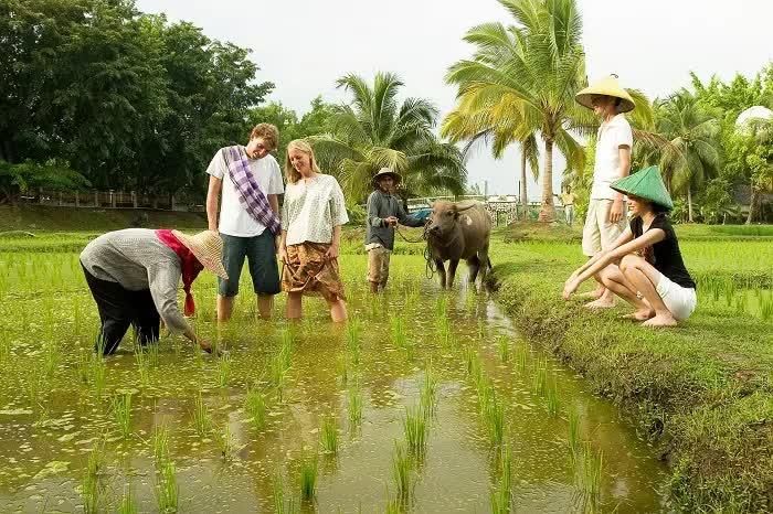 Du lịch nông nghiệp gắn với văn hóa là hướng đi phù hợp với lợi thế và điều kiện phát triển du lịch bền vững. Ảnh: bachkhoasaigon.edu.vn