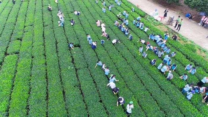 HTX Thân Trường phát triển thương hiệu gắn với du lịch nông nghiệp.