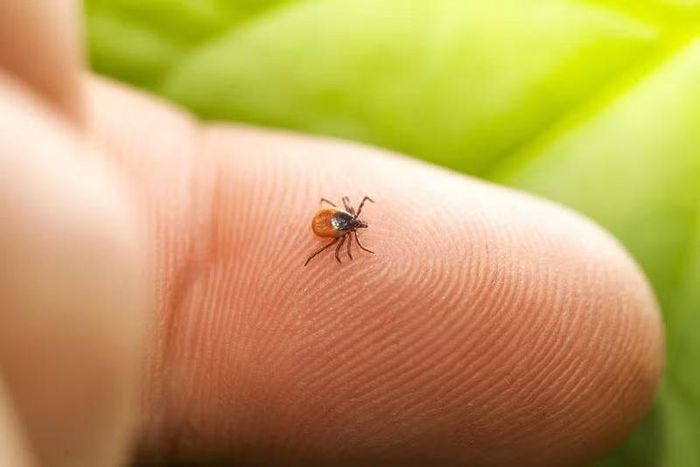 Ấu trùng mò là nguyên nhân gây ra căn bệnh sốt mò.