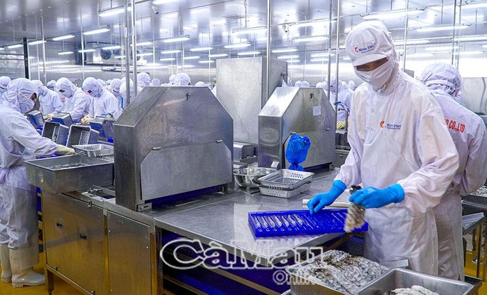 Bên cạnh đầu tư công nghệ tự động, Công ty TNHH Chế biến thuỷ sản Minh Phú Khánh An chú trọng đào tạo và trang bị đầy đủ phương tiện bảo hộ lao động cho công nhân.