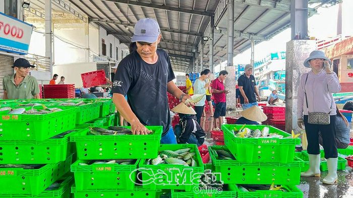  Kiểm tra nguồn cá sau khi nhập cảng là một trong những nội dung quan trọng nhằm minh bạch nguồn lợi thuỷ sản, góp phần gỡ “thẻ vàng” EC.