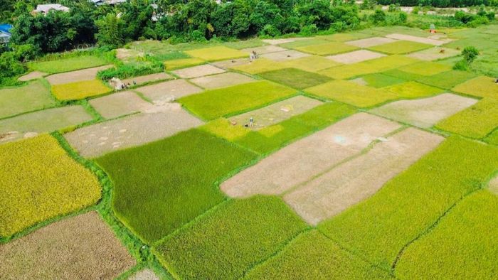 Từ mô hình Nếp Than, Khe Tre có thể từng bước hình thành vùng nguyên liệu ổn định, gắn sản xuất với chế biến, xây dựng thương hiệu và phát triển sản phẩm OCOP. 