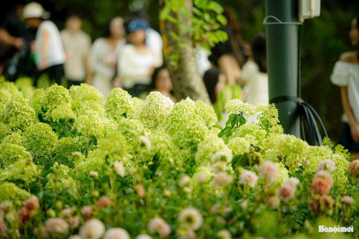 Trên mạng xã hội, hình ảnh về vườn hoa cẩm tú cầu bên Hồ Gươm nhanh chóng được chia sẻ, góp phần khiến nơi đây trở thành một trong những điểm check-in được giới trẻ quan tâm trong kỳ nghỉ lễ. Ảnh: PV 