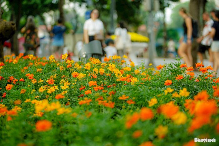 Với sắc màu nổi bật, vị trí ngay khu vực Hồ Gươm - không gian giàu tính biểu tượng của Thủ đô, những bồn hoa rực rỡ đang trở thành điểm check-in mới được nhiều người trẻ săn tìm trong dịp lễ Quốc khánh năm nay. Ảnh: PV
