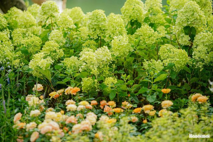 Vẻ đẹp khác lạ của loài hoa vốn không thường xuyên xuất hiện tại các tuyến phố trung tâm nhanh chóng thu hút người dân và du khách tới tham quan, chụp ảnh. Ảnh: PV
