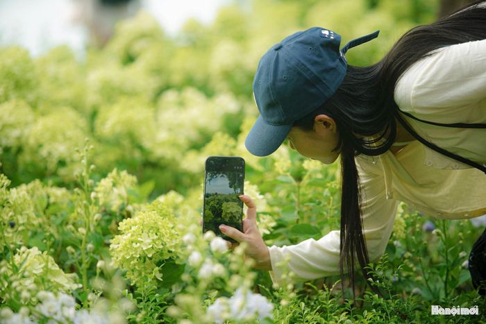 Những góc chụp hướng về Tháp Rùa, ghế đá, lối đi hay khoảng trống cạnh các bồn hoa đều được tận dụng để tạo nên những khung hình riêng. Ảnh: PV