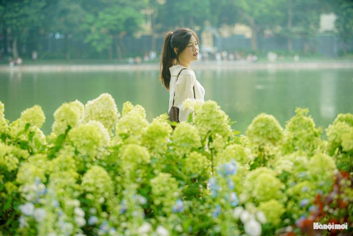 Sắc xanh của cẩm tú cầu tạo nên phông nền nổi bật giữa không gian phố đi bộ quanh Hồ Gươm. Ảnh: PV