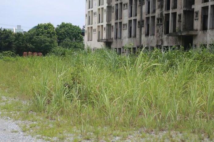 Khuôn viên dự án ở nhiều vị trí phủ đầy cỏ cây.