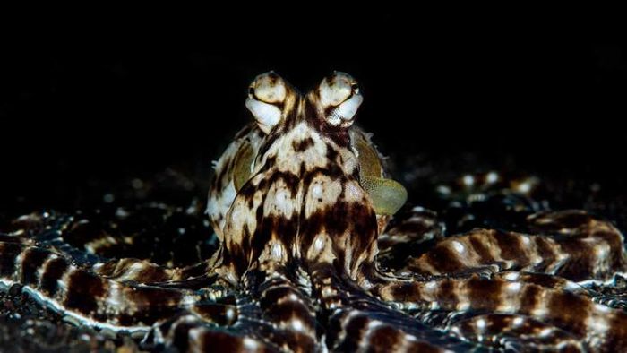 Các mảng da của bạch tuộc bắt chước chứa những protein nhạy sáng tương tự võng mạc, cho phép làn da tự cảm nhận ánh sáng và điều chỉnh các tế bào sắc tố mà không cần thông qua mắt hay não bộ. Ảnh: Octonation