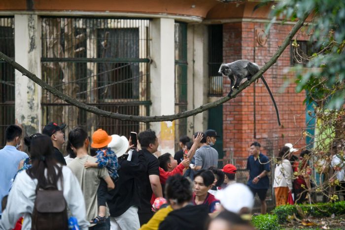  Du khách hào hứng đứng quanh khu chuồng khỉ, ngắm và "giao lưu" với những chú voọc bạc Đông Dương. 