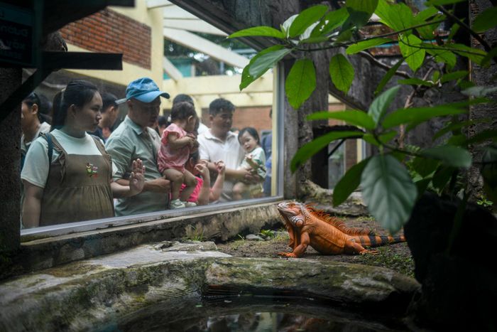  Du khách tập trung tại một số chuồng bò sát. Các loài kỳ nhông với đủ loại màu sắc luôn thu hút sự chú ý của nhiều trẻ em. 