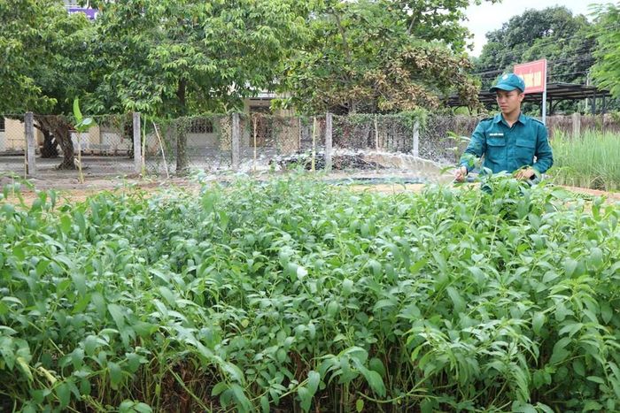 Dân quân Đinh Quốc Phong tăng gia sản xuất tại Ban CHQS phường Ba Ngòi