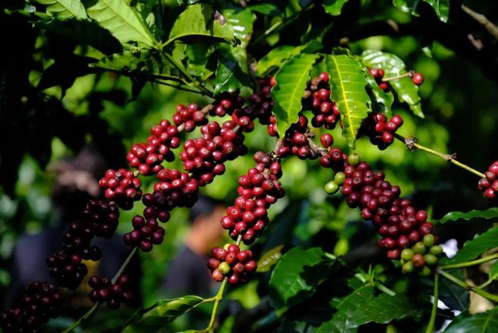 Bản tin nông sản hôm nay (1-9): Giá cà phê tăng đồng loạt 400 đồng/kg. Ảnh minh họa: kinhtedothi.vn