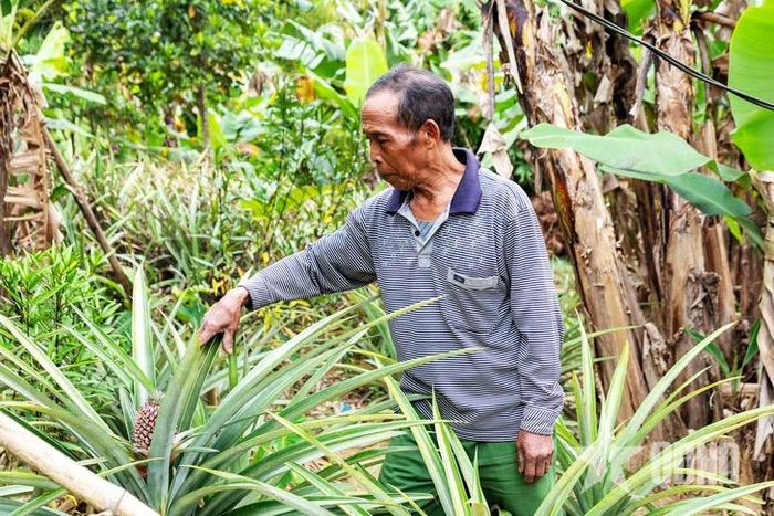 Ông Hồ Ca Đưng chăm sóc vườn dứa của gia đình. 
