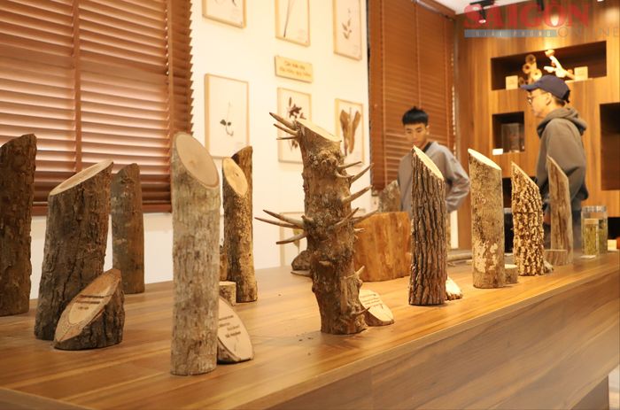 Các loài cây đặc hữu của Tây Nguyên được trưng bày tại bảo tàng để du khách tìm hiểu. Ảnh: ĐOÀN KIÊN
