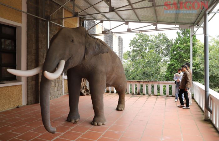 Tiêu bản voi được lưu giữ tại Bảo tàng Sinh học. Ảnh: ĐOÀN KIÊN