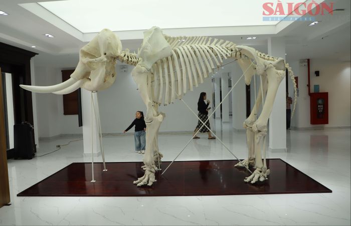 Ngay từ lối vào bảo tàng, du khách được chiêm ngưỡng bộ xương voi nguyên bản. Ảnh: ĐOÀN KIÊN