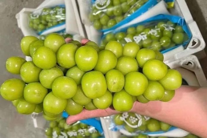 Nguồn cung tăng nhanh từ Trung quốc làm mức giá vài chục nghìn đồng/kg tại Việt Nam không phải hiện tượng đơn lẻ, mà phản ánh sức ép nguồn cung đang xuất hiện ngay từ vùng sản xuất.
