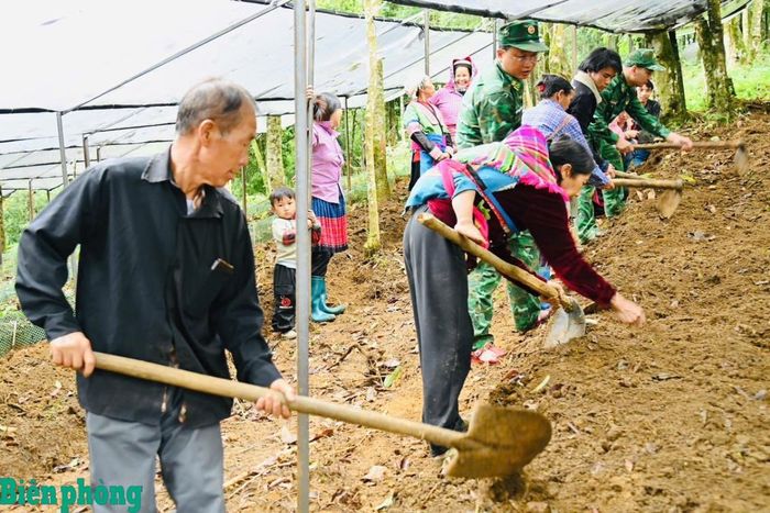Cán bộ, chiến sĩ Bộ đội Biên phòng tỉnh Lai Châu cùng bà con bản Ngài Thầu lên luống, chuẩn bị mặt bằng trồng sâm Lai Châu. Ảnh: Đức Duẩn