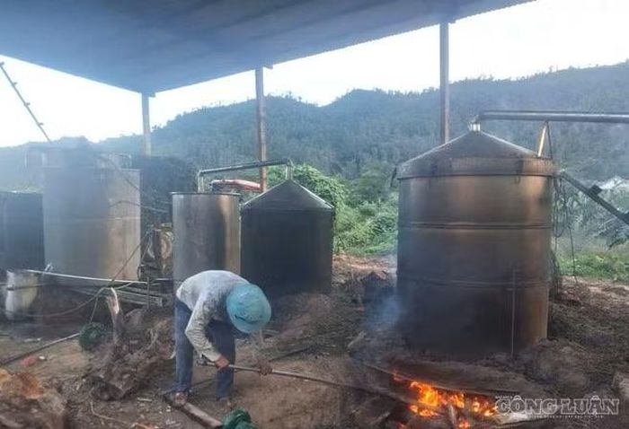 Quá trình chưng cất để lấy tinh dầu từ cây dược liệu. Ảnh: Kim Long