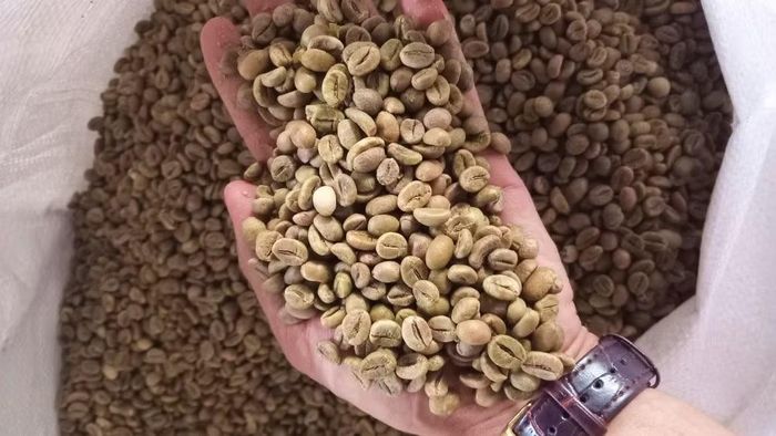  Cà phê Robusta Việt Nam được thế giới ưa chuộng, đứng số 1 thế giới về xuất khẩu cà phê Robusta. ﻿ Ảnh: Viết Hảo 